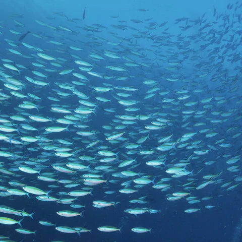 Unlocking better health with rTG fish oil