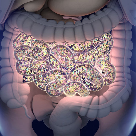 SIBO – What to do when bacteria migrate to the small intestine