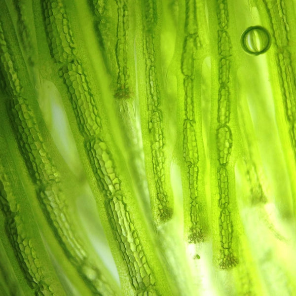 Optimal vegan health part 1: spotlight on omega-3