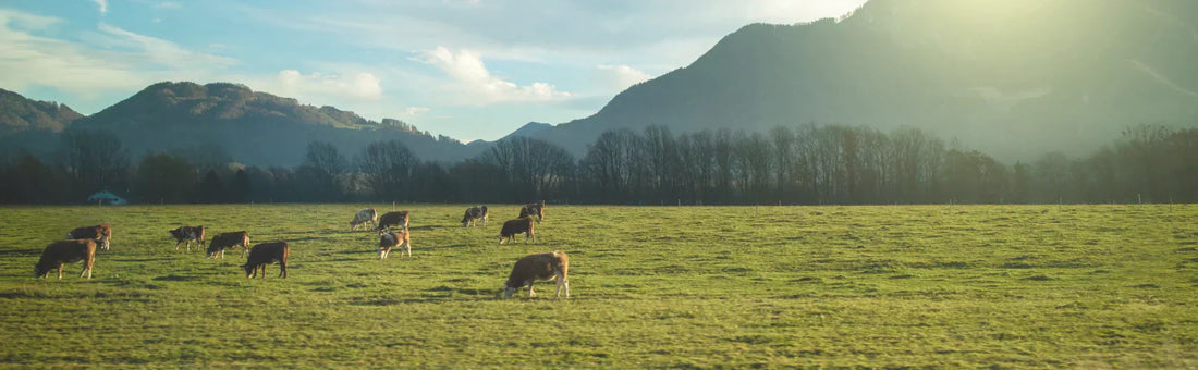 Dairy and dairy alternatives: what you need to know