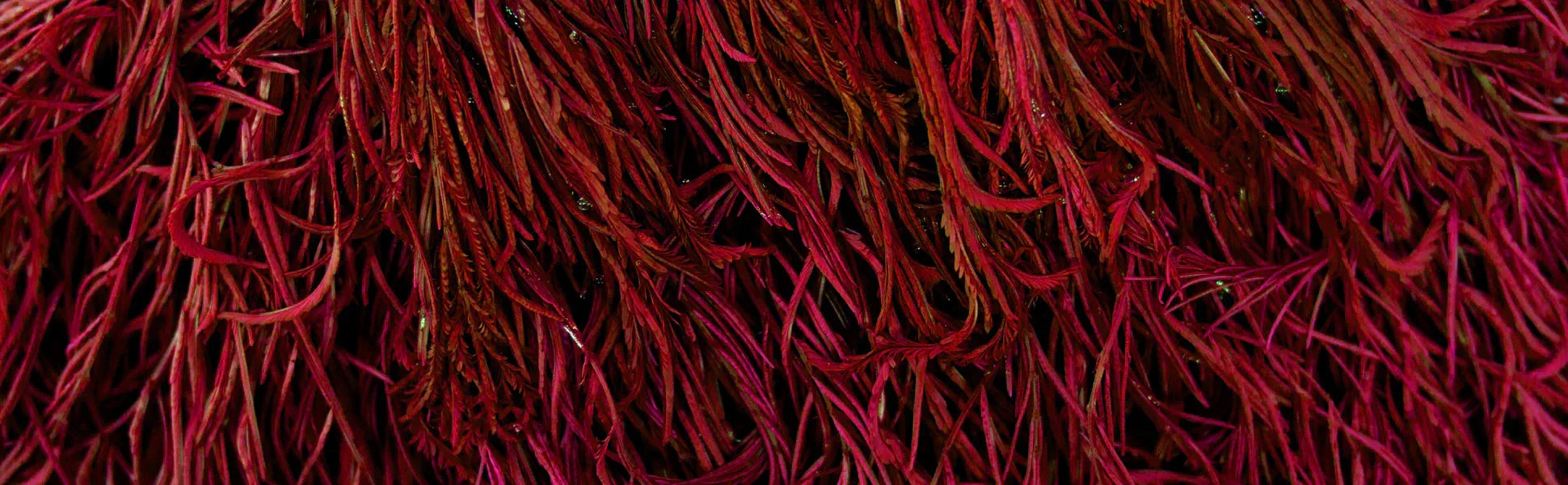 Benefits of astaxanthin - nature's most powerful antioxidant