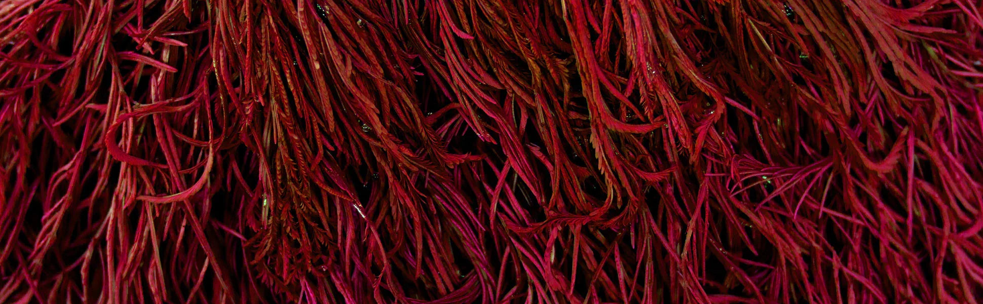 Benefits of astaxanthin - nature's most powerful antioxidant