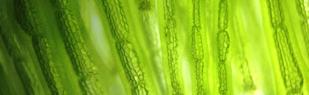 Optimal vegan health part 1: spotlight on omega-3