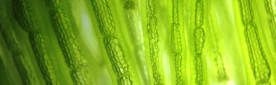 Optimal vegan health part 1: spotlight on omega-3