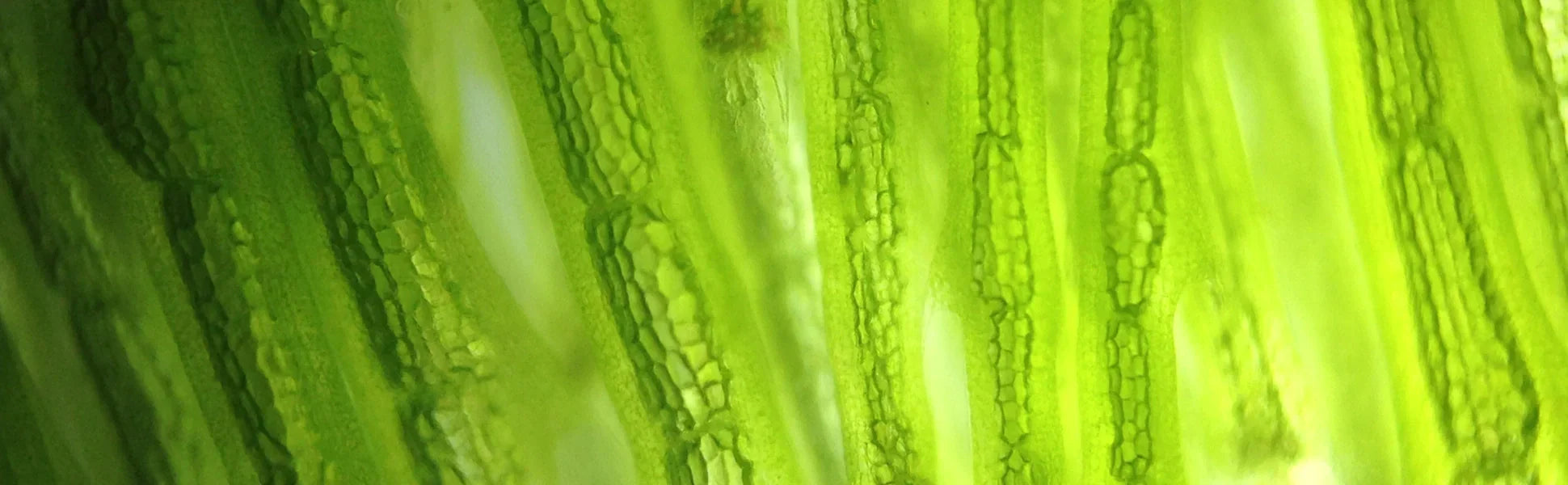 Optimal vegan health part 1: spotlight on omega-3