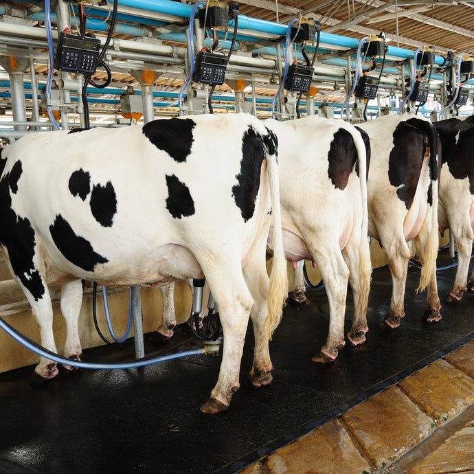 Dairy, part 2: processing methods