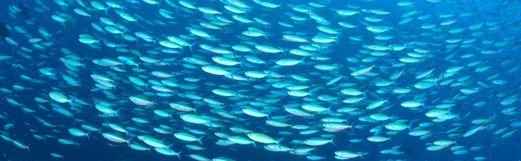 Unlocking better health with rTG fish oil