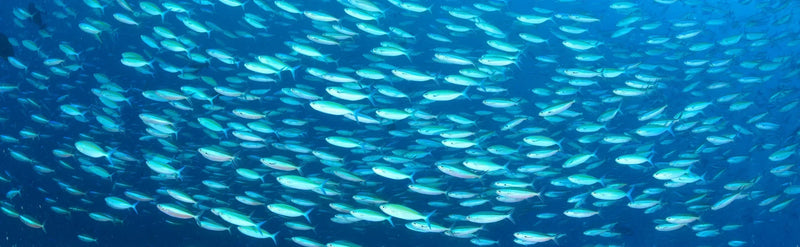 rTG Fish oil