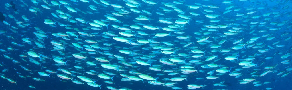 Unlocking better health with rTG fish oil