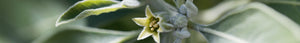 logo-image