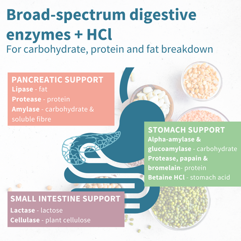 Digestive Enzymes & Betaine HCl, Broad Spectrum Enzymes with Protease, Lipase & Lactase, Plant-Based Papain & Bromelain, 90 Capsules