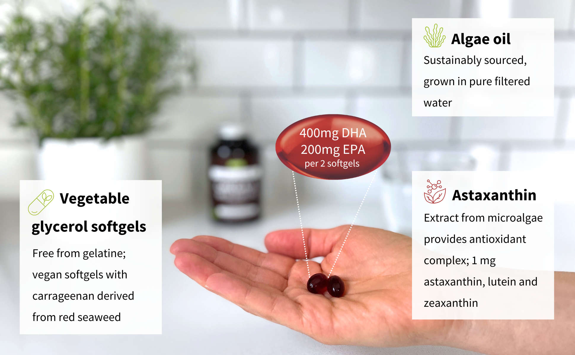 Algae oil omega 3 in a hand