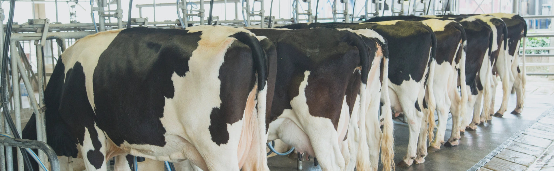 Dairy, part 2: processing methods