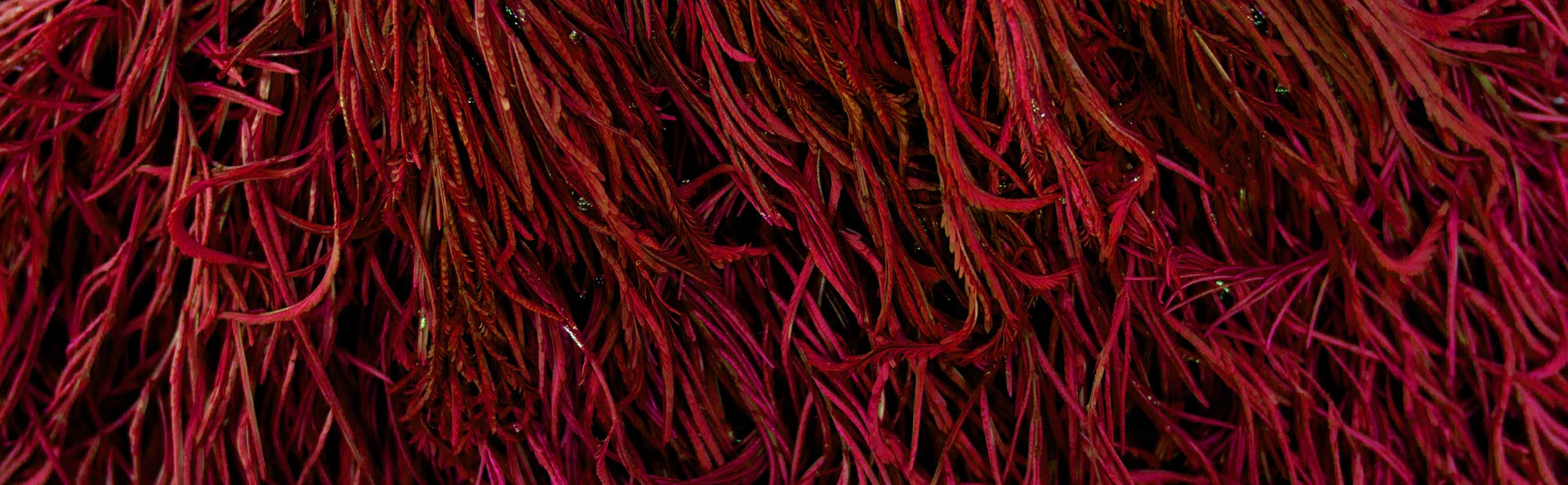 Benefits of astaxanthin - nature's most powerful antioxidant
