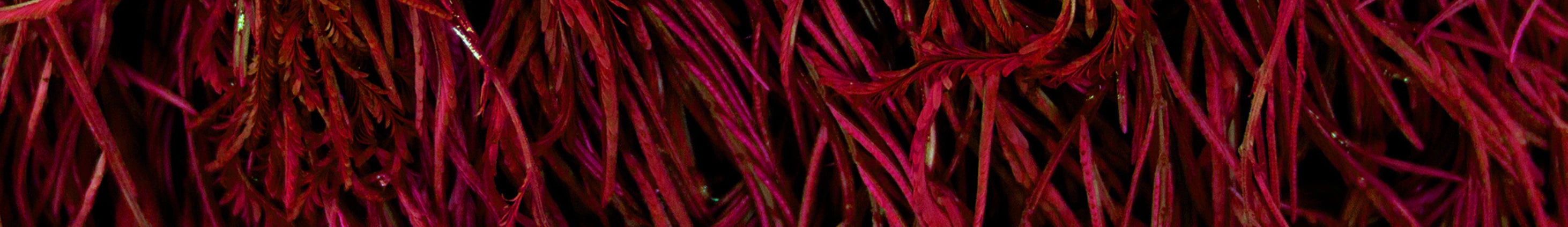 Close-up of red chili peppers with a dark background