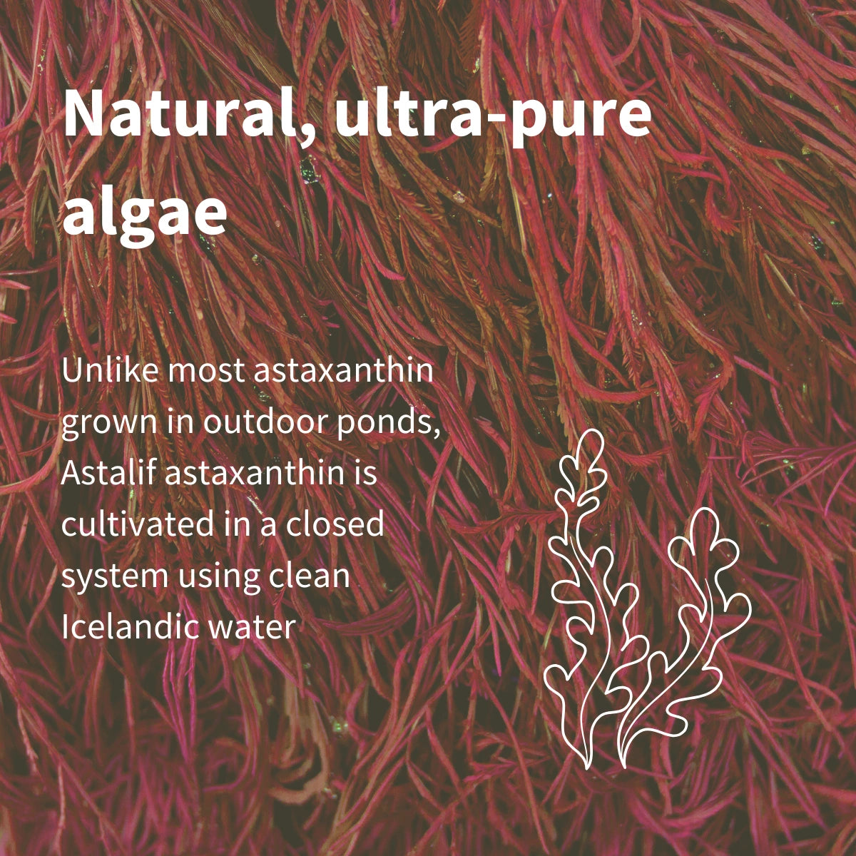 Astaxanthin Complex, 4mg Astaxanthin from 42mg, Vegan, 90 Softgels