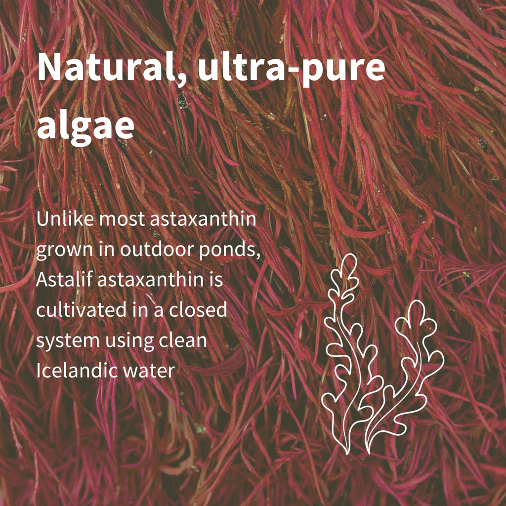 Close-up of red algae with text about Astalif astaxanthin cultivation.