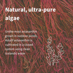 Close-up of red algae with text about Astalif astaxanthin cultivation.