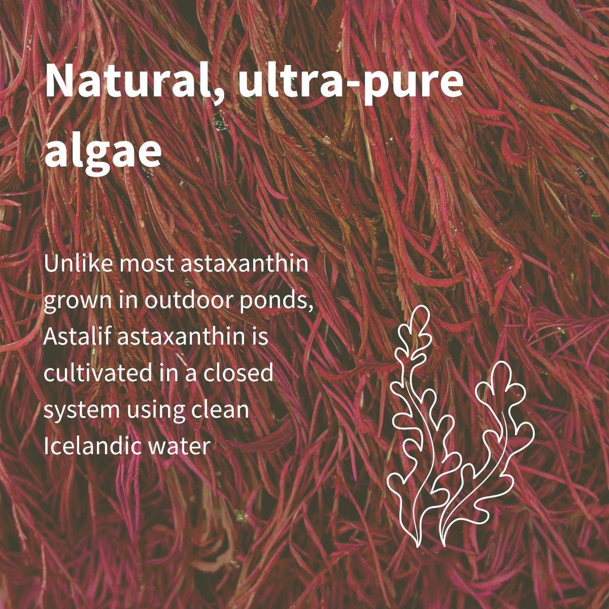 Close-up of red algae with text about Astalif astaxanthin cultivation.
