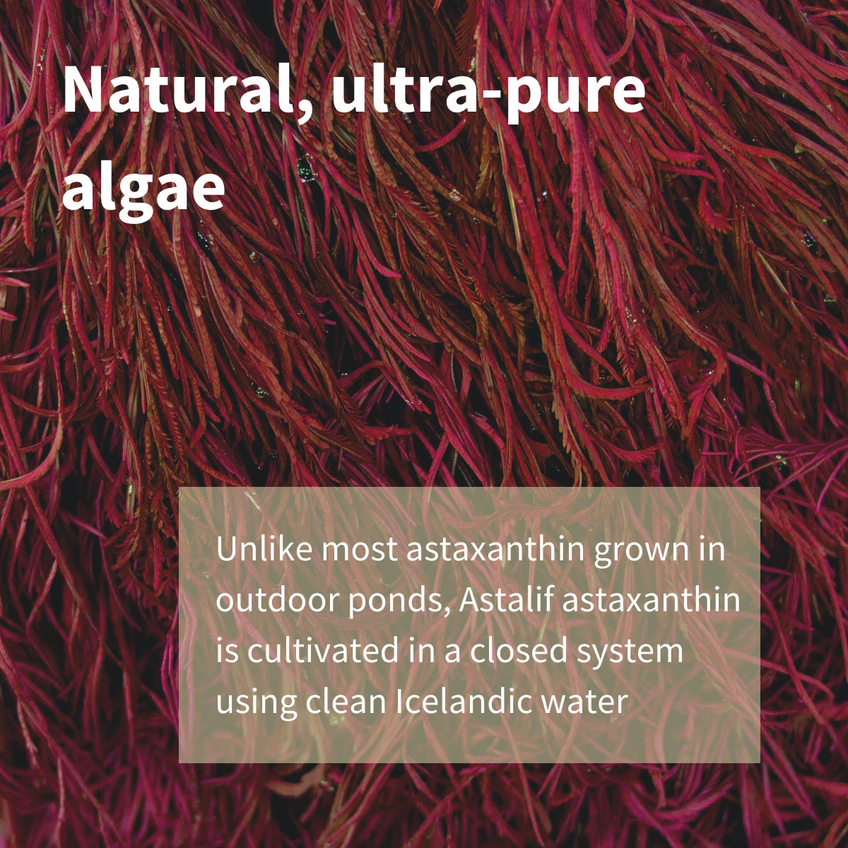 Astaxanthin Complex, 4mg Astaxanthin from 42mg, Vegan, 90 Softgels