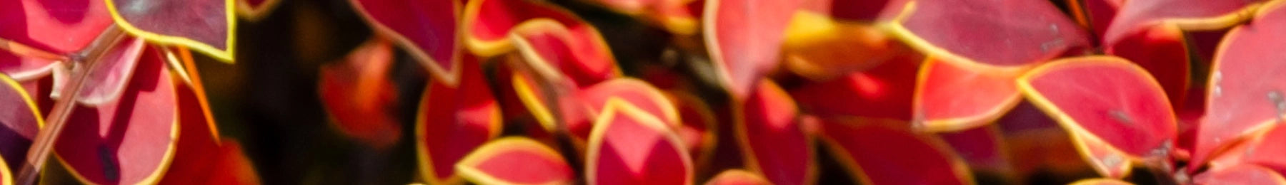 Close-up of vibrant red and orange leaves with a blurred background