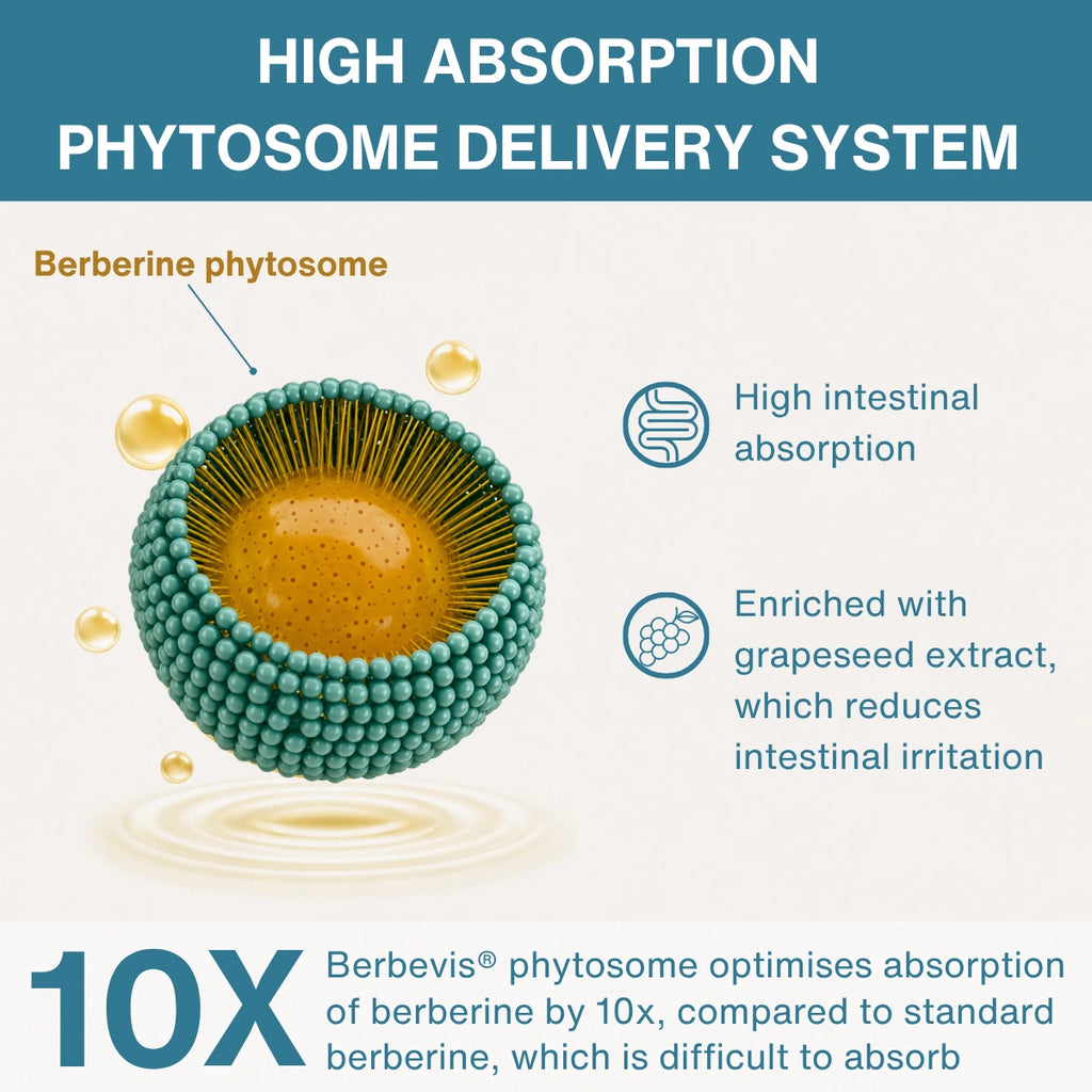 Diagram of a high absorption phytosome delivery system with text about berberine phytosome and its benefits.