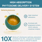 Diagram of a high absorption phytosome delivery system with text about berberine phytosome and its benefits.
