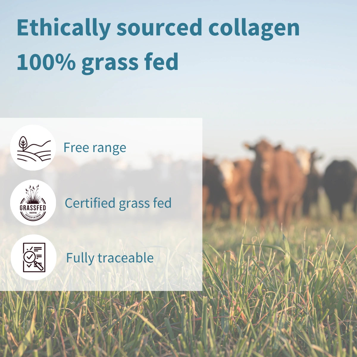 Cows grazing in a field with text about ethically sourced collagen and grass-fed certification.