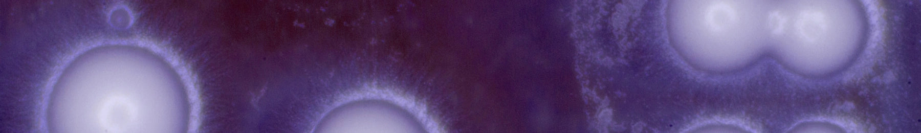 Close-up of a purple and white abstract pattern