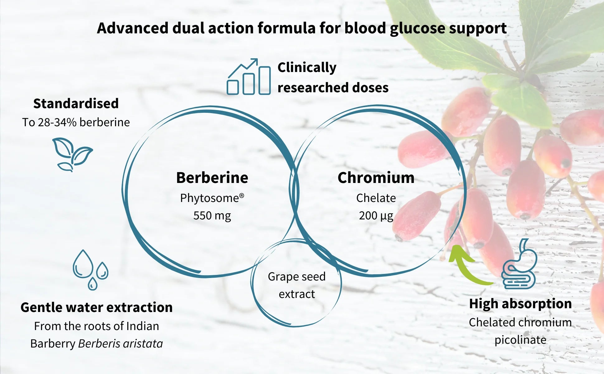 Diagram of an advanced dual-action formula for blood glucose support with Berberine Phytosome, Chromium Chelate, and other components.