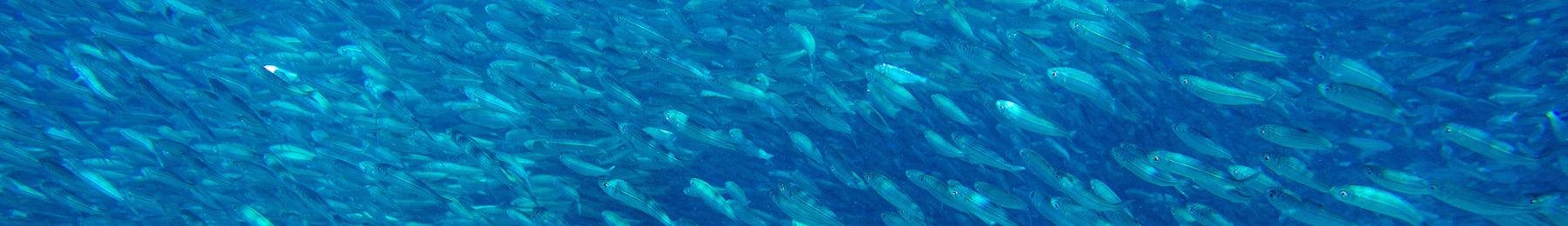 School of fish swimming in a blue ocean