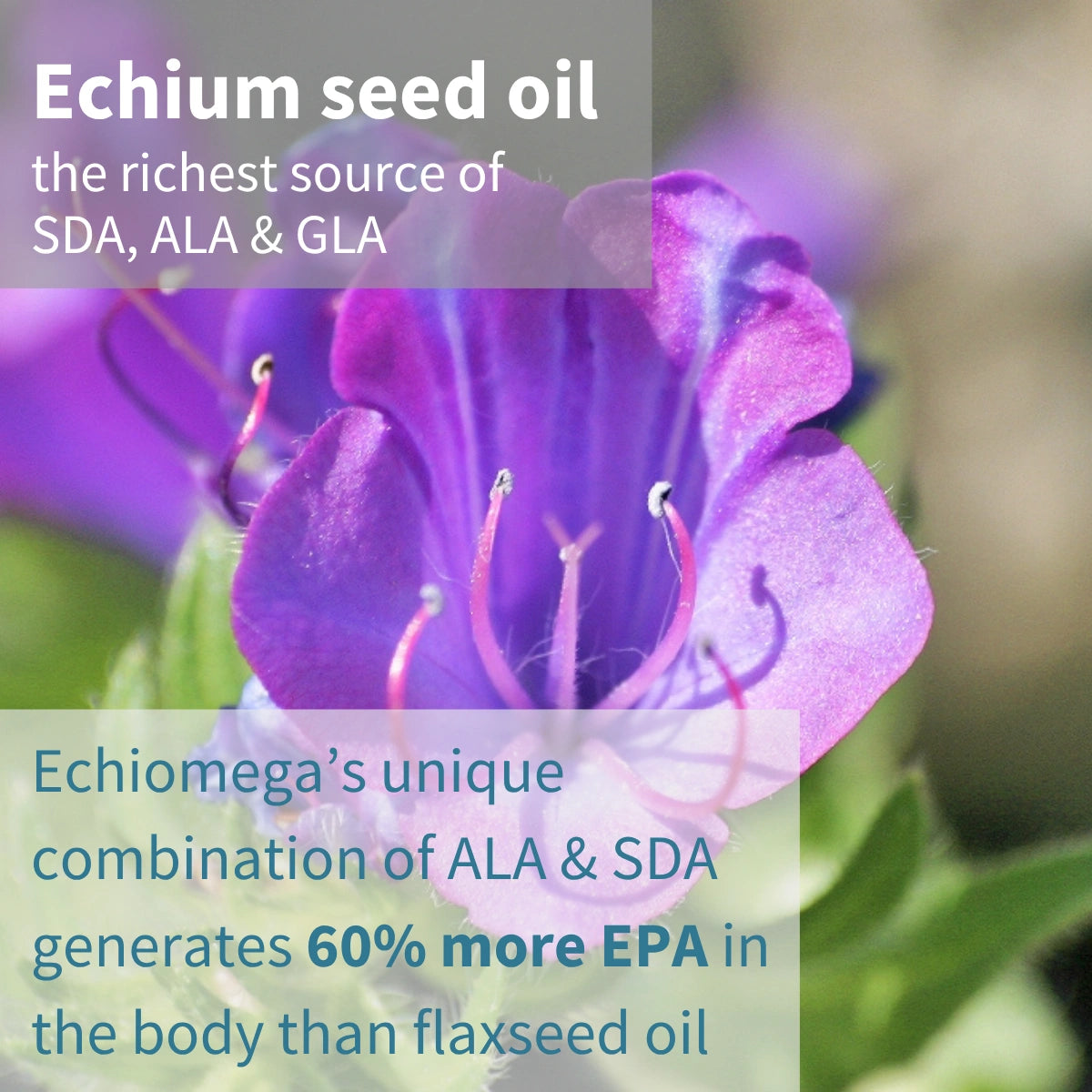 Purple flower with text about Echium seed oil and its benefits