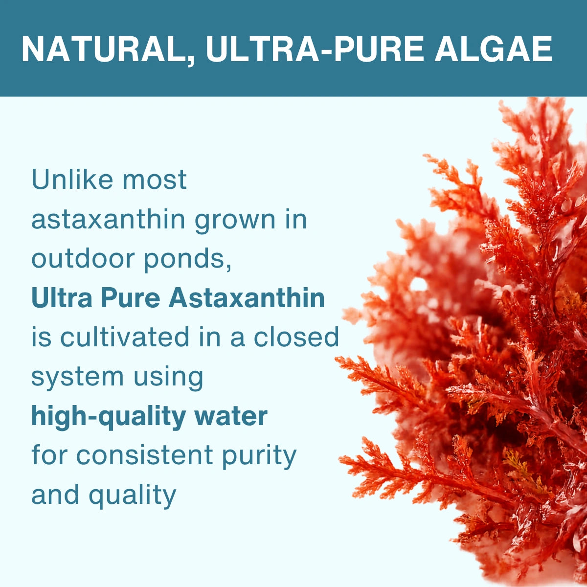 Astaxanthin Complex, 4mg Astaxanthin from 42mg Microalgae Complex Oil, Ultra-Pure & Vegan, 90 Softgels