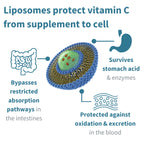Diagram of liposomes protecting vitamin C from supplement to cell with text explaining the process.