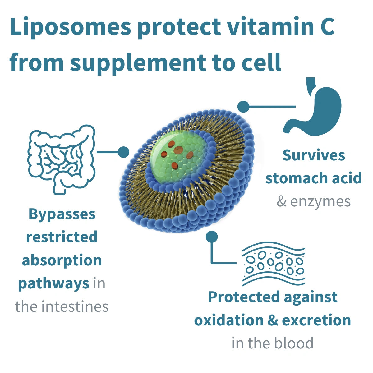 Diagram of liposomes protecting vitamin C from supplement to cell with text explaining the process.