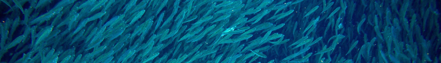 Close-up of blue seaweed on a dark blue background