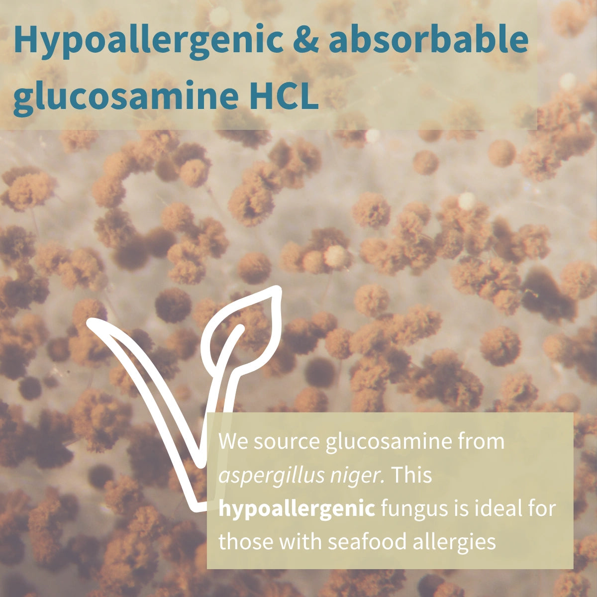 Text about hypoallergenic and absorbable glucosamine HCL with a fungal background and a leaf symbol.