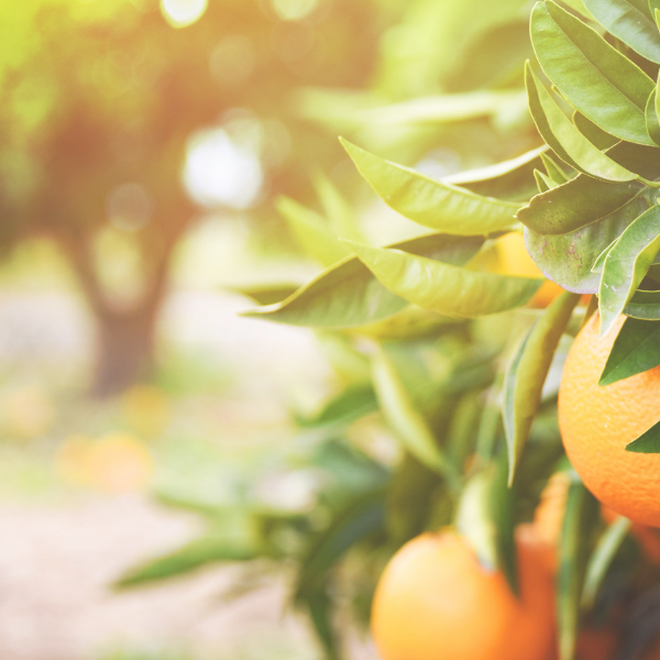 Oranges hanging from a tree with a blurred background