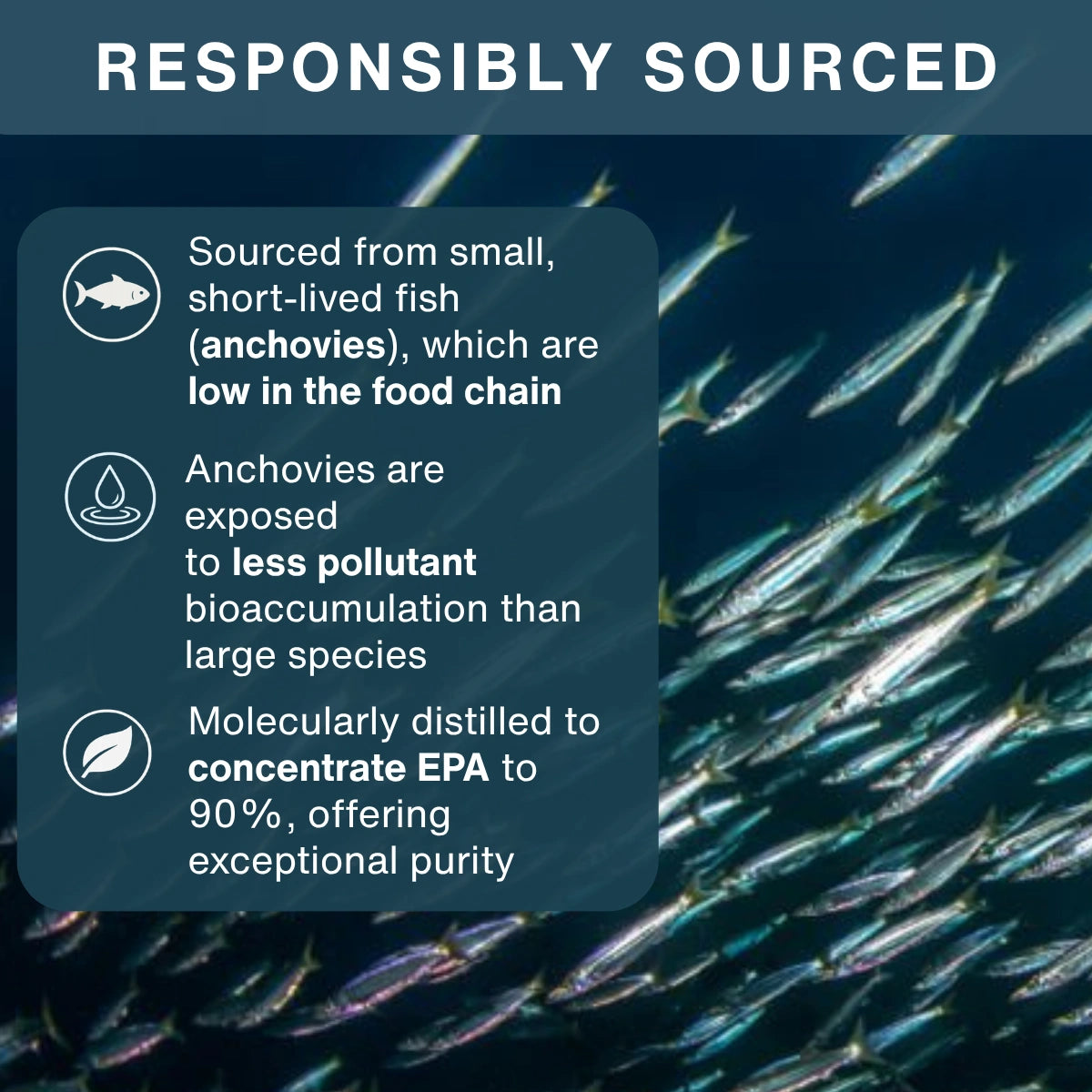 Text about responsibly sourced anchovies with a background of anchovies swimming.