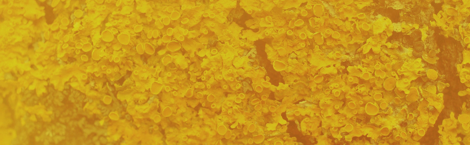 Spotlight on Pure & Essential Daily Vitamin D3