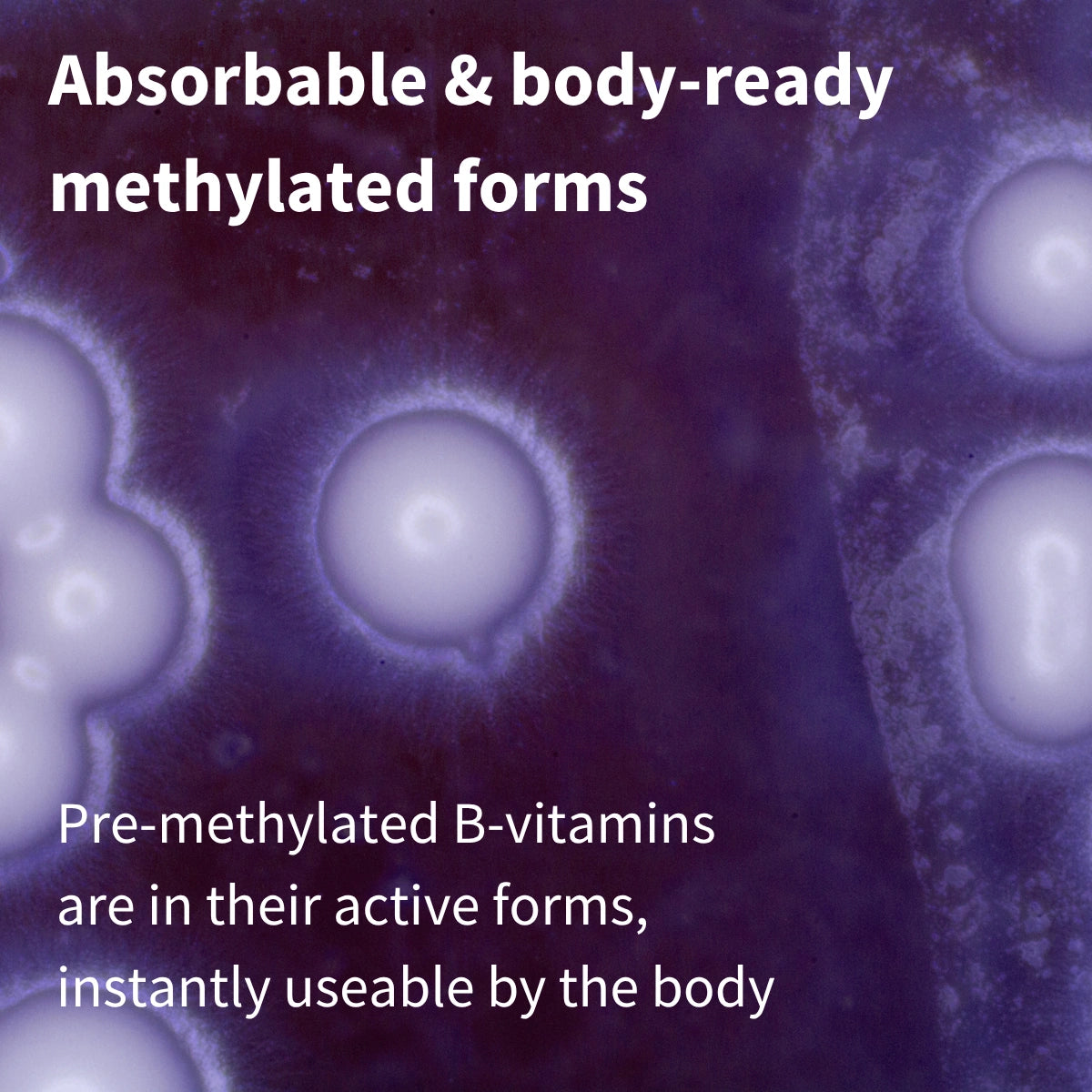 Text about absorbable and body-ready methylated forms of pre-methylated B-vitamins on a purple background with circular shapes.