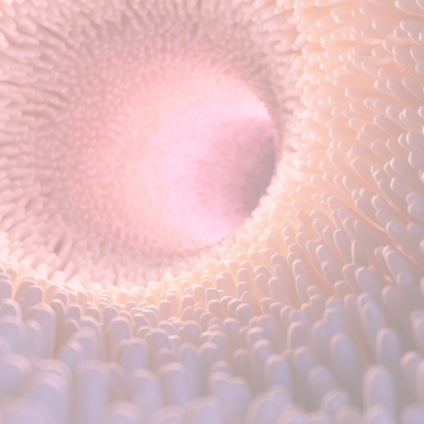 Close-up of a coral polyp with intricate details