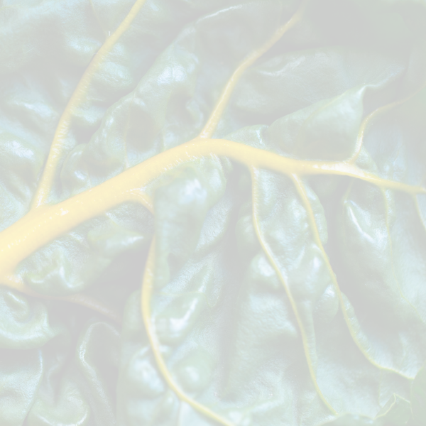 Close-up of a leaf with visible veins on a light background