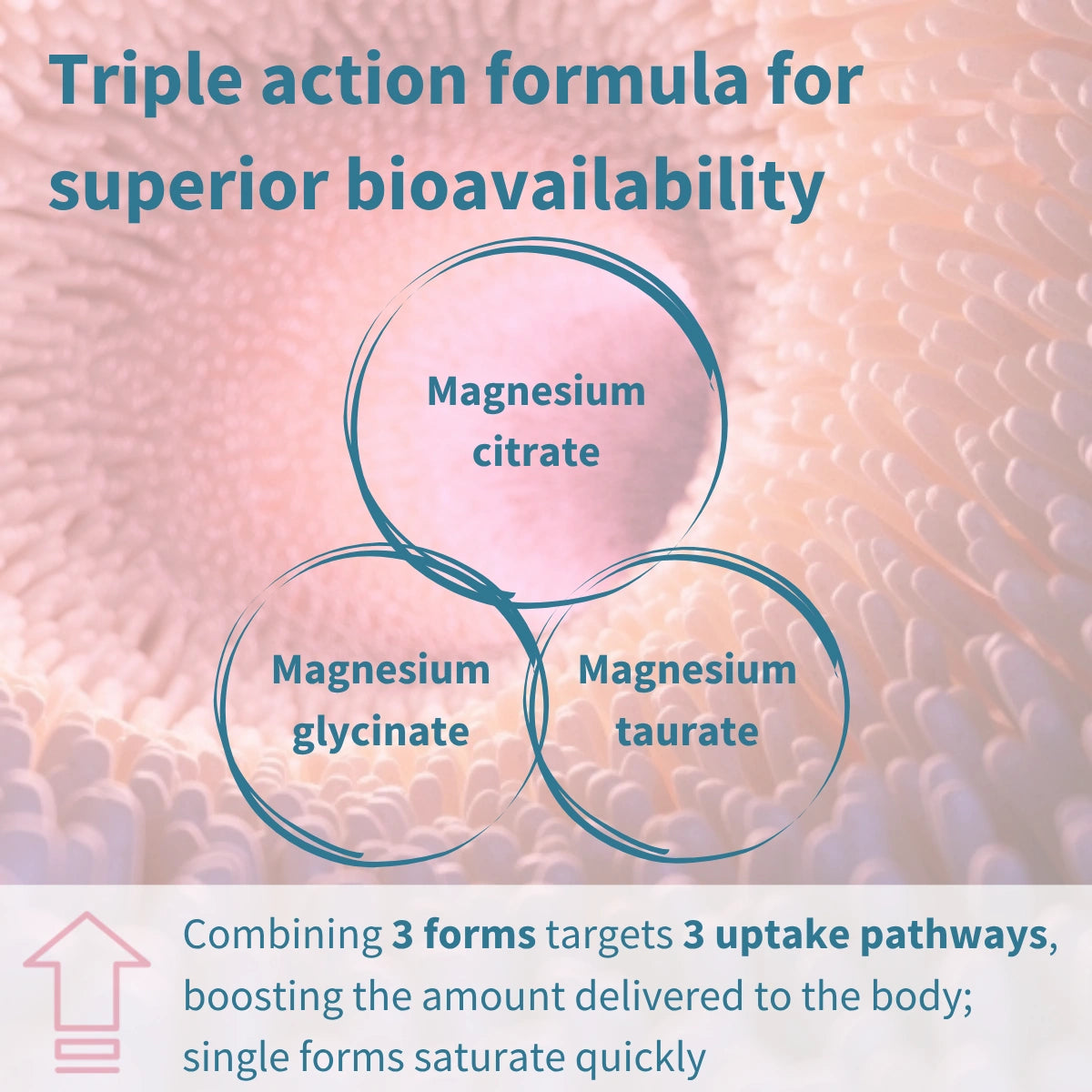 Diagram of magnesium citrate, glycinate, and taurate with text about superior bioavailability.