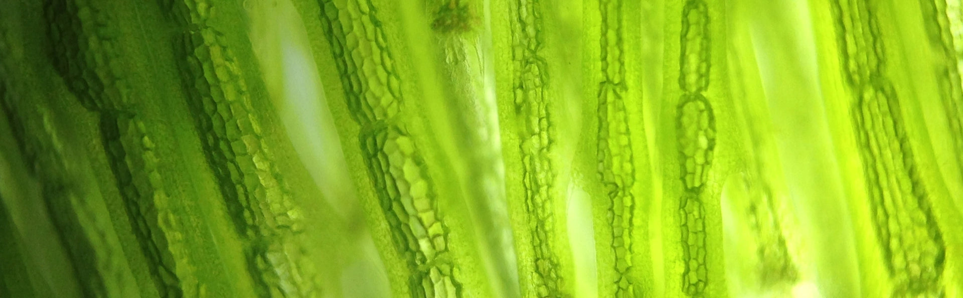 Optimal vegan health part 1: spotlight on omega-3