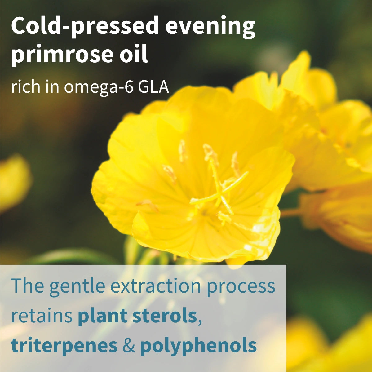 Yellow evening primrose flower with text about cold-pressed evening primrose oil and its benefits.