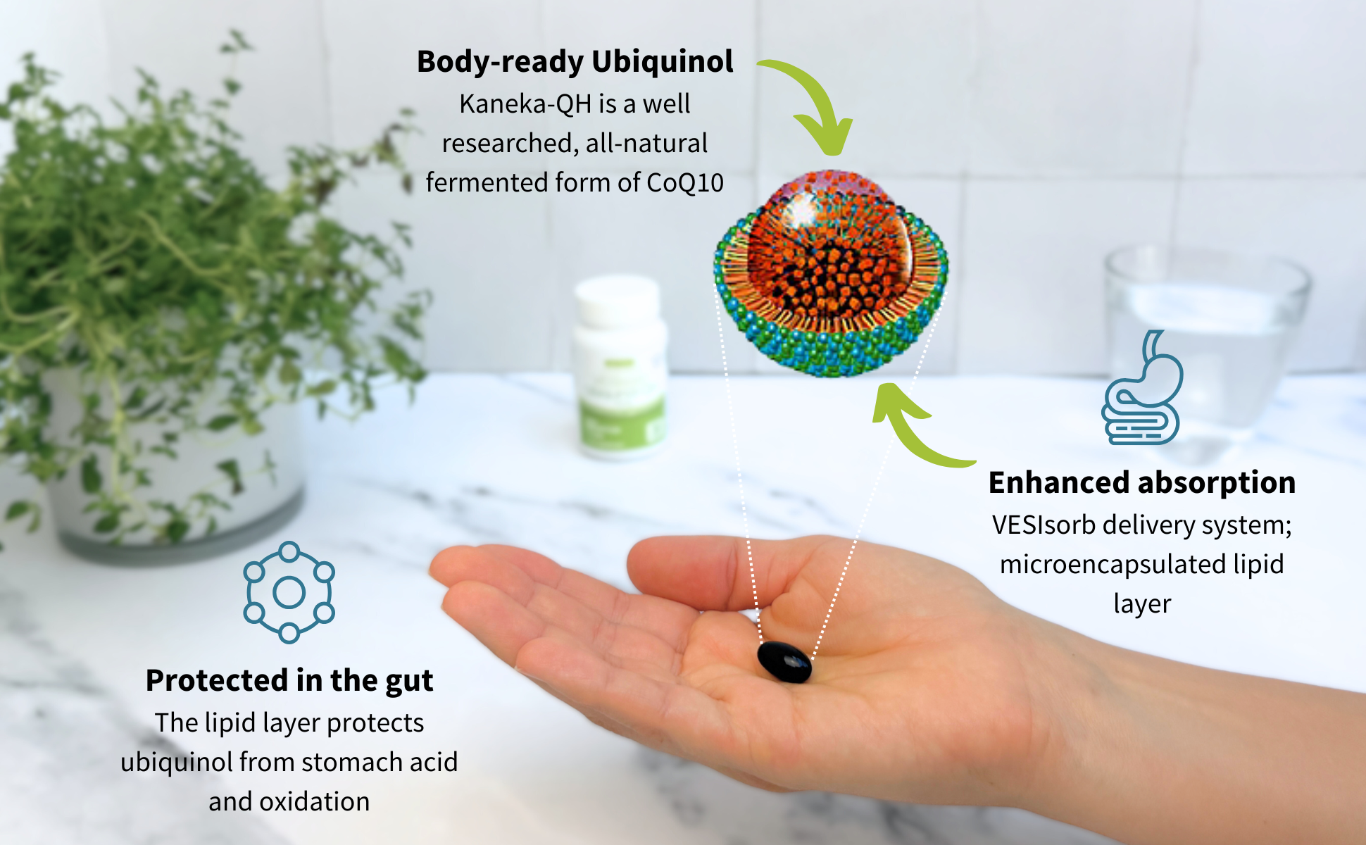Hand holding a supplement capsule with text about Body-ready Ubiquinol and Kaneka-QH on a white surface.