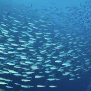 A large school of small silver fish swimming in deep blue ocean water.