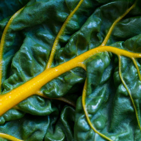 Close-up of green leafy vegetables with yellow veins