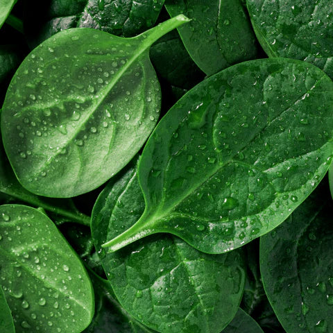 Close-up of green leaves with water droplets
